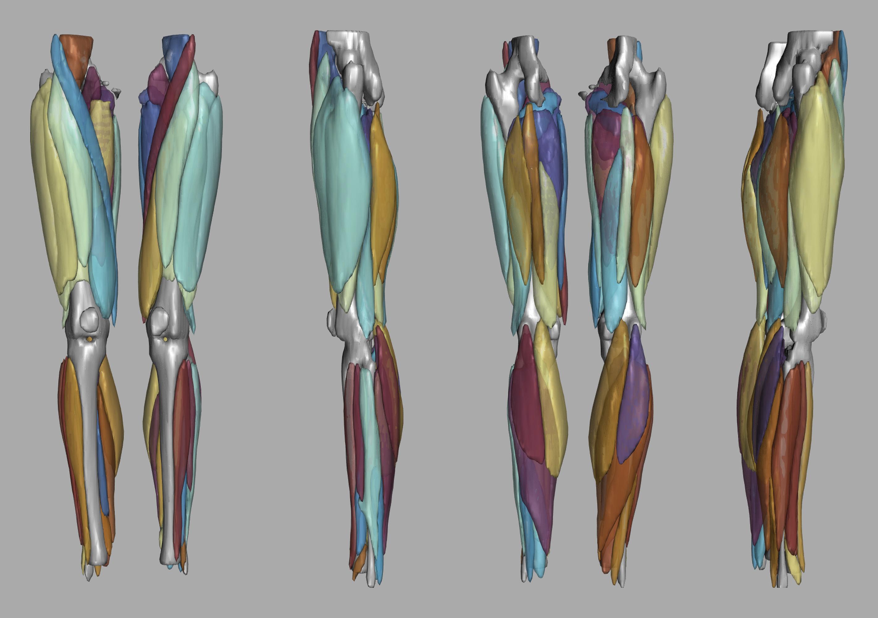 3D render of automated muscle segmentation labels generated using a CNN UNET.